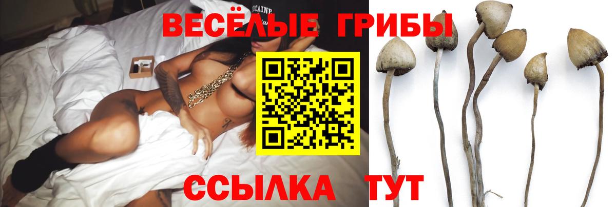 Галлюциногенные грибы Psilocybe Конаково